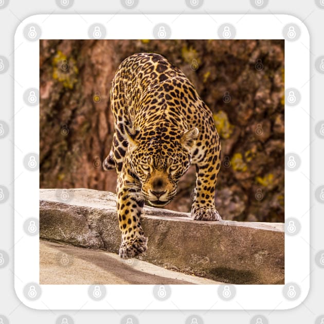 Jaguar Sticker by mega281